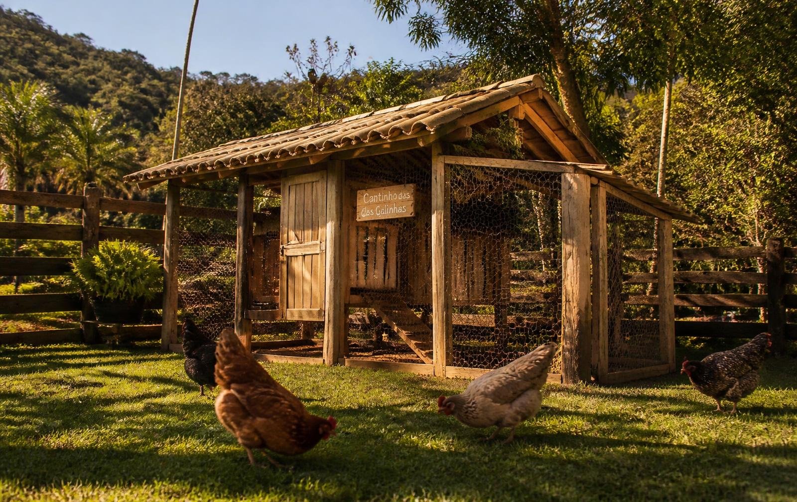 Galinheiro rústico de madeira com telhado de telha e galinhas soltas na grama