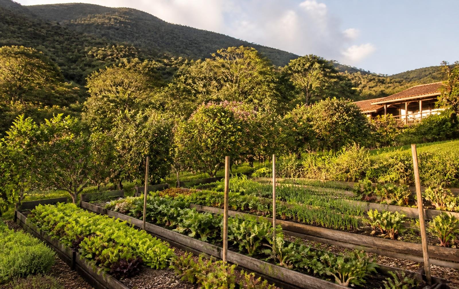 Horta orgânica em canteiros de madeira com verduras e árvores frutíferas ao fundo